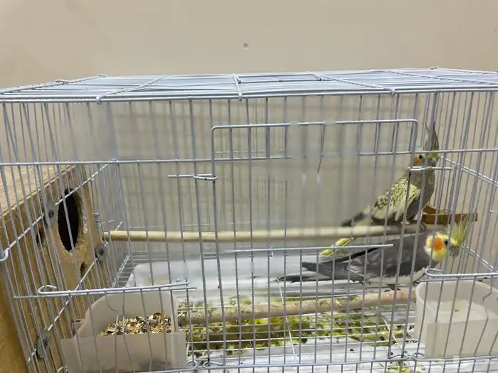 زوج كرونات او كوكتيل عمرهم اسنتين ونص سبق لهم الانتاج 1