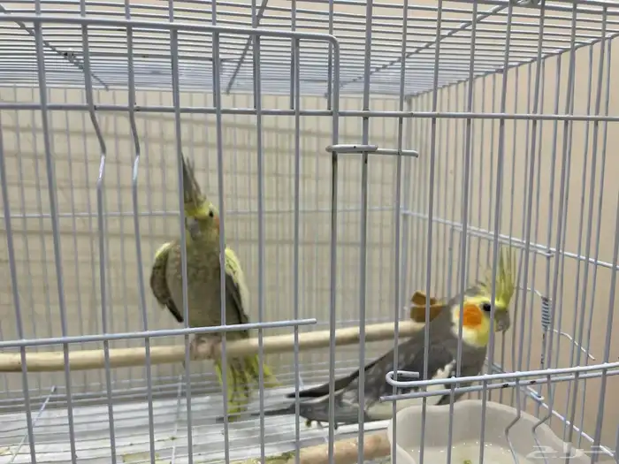 زوج كرونات او كوكتيل عمرهم اسنتين ونص سبق لهم الانتاج 0