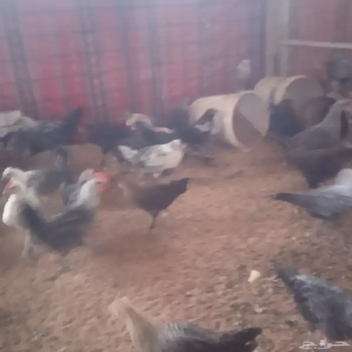 فراريج من شهرين الى شهرين و نص 0