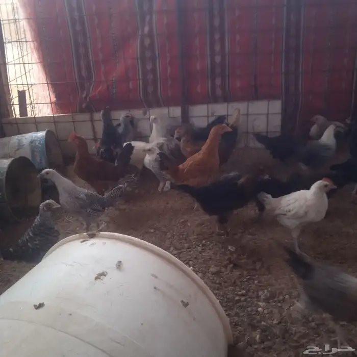 فراريج من شهرين الى شهرين و نص 1