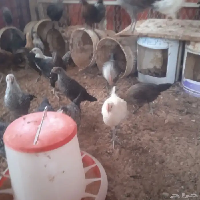 فراريج من شهرين الى شهرين و نص 2