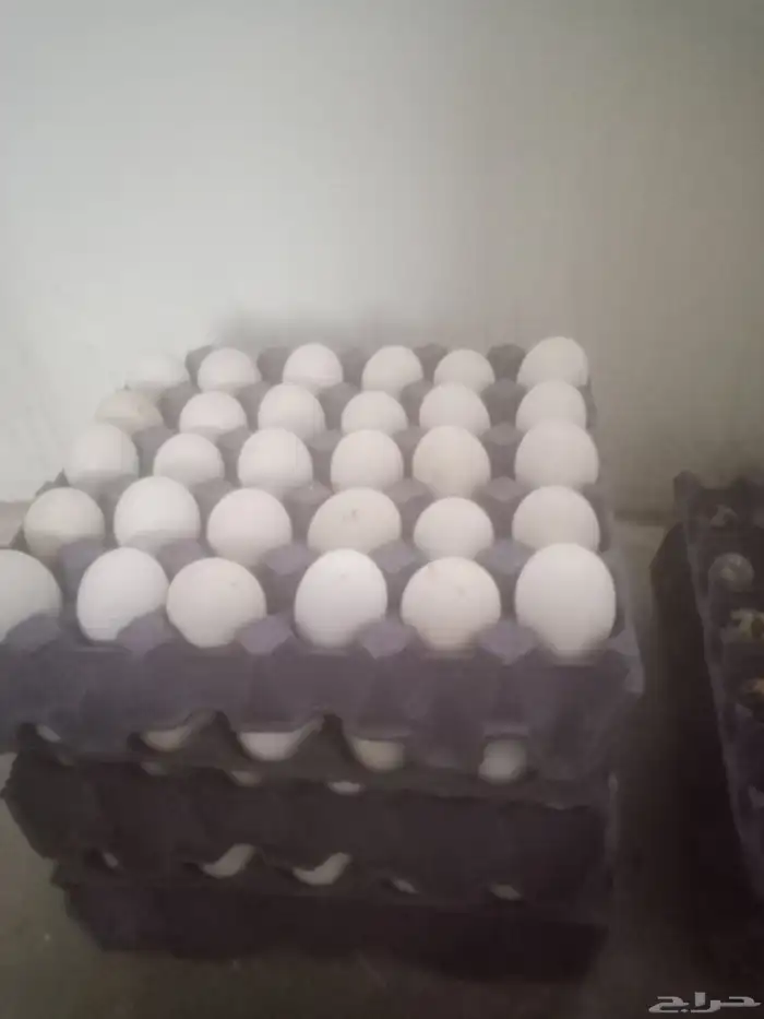 بيض دجاج بلدي مخصب 1