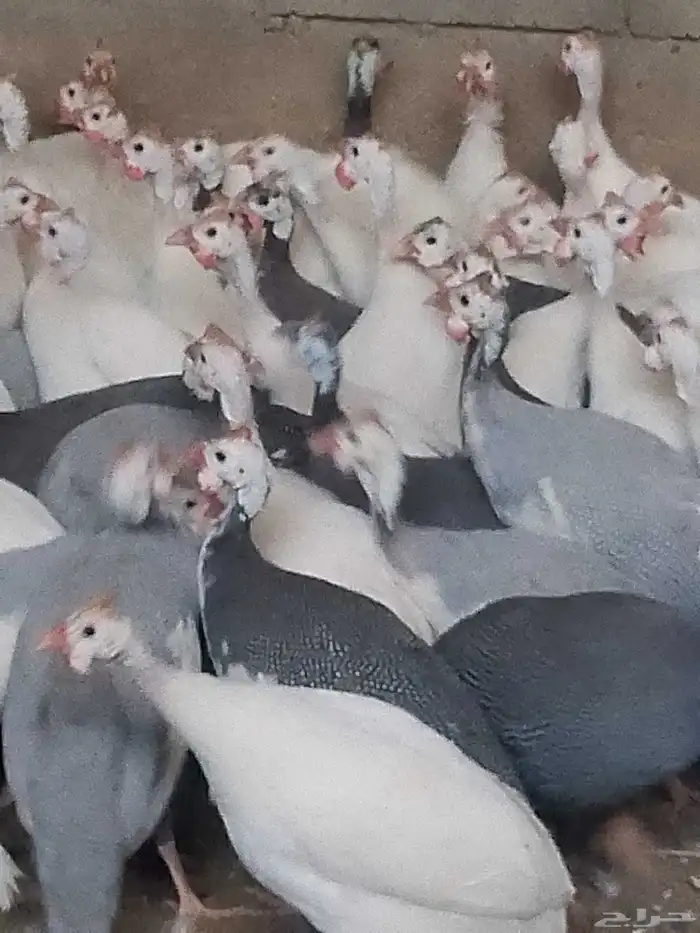 دجاج حبش بياض شرط 2