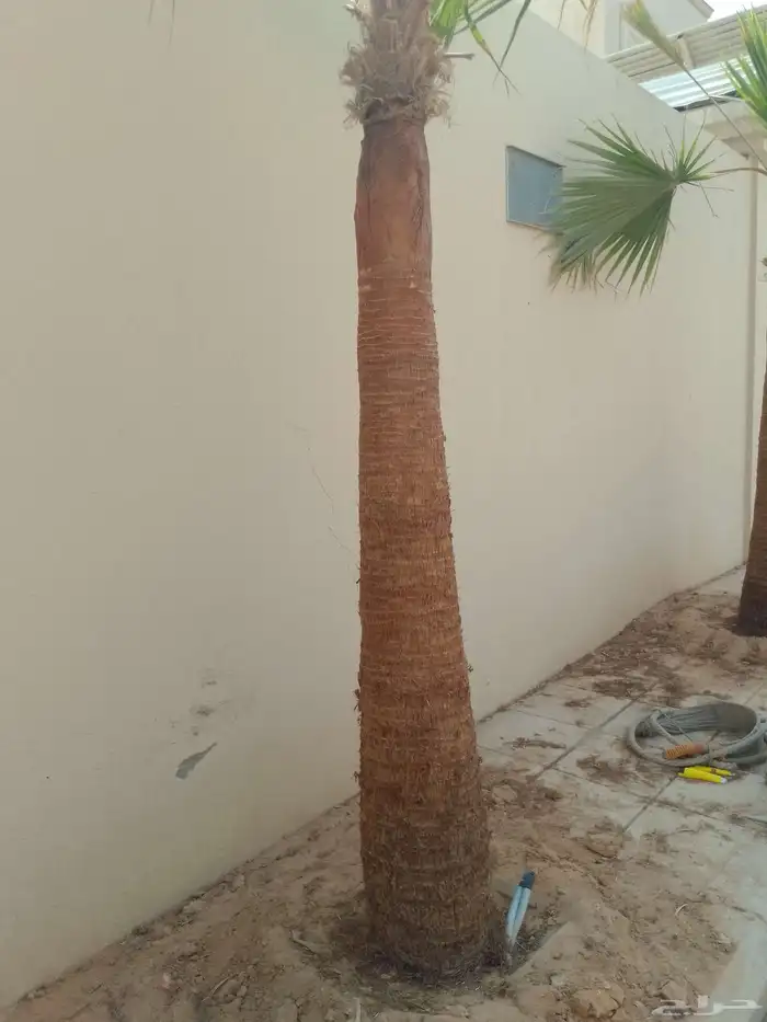 نخل الزينه بجميع المقاسات زرعه وصيانه في جميع أنحاء الرياض 0