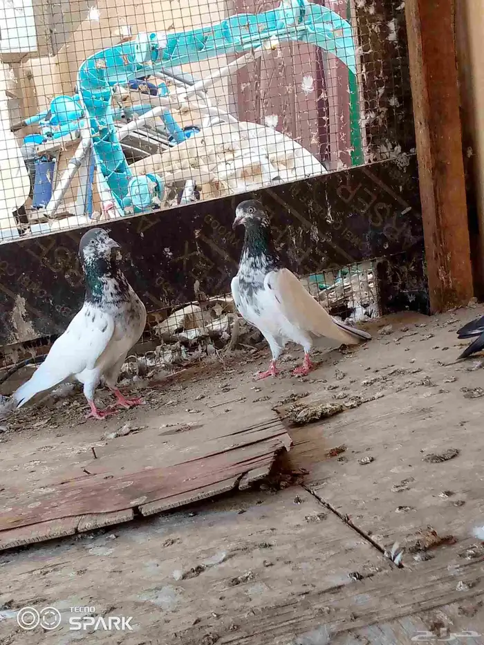 حمام باكستاني 3