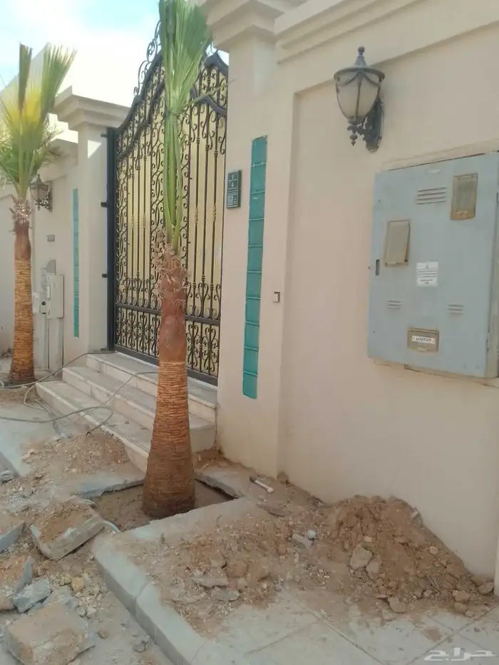 نخل الزينه بجميع المقاسات زرعه وصيانه في جميع أنحاء الرياض 2