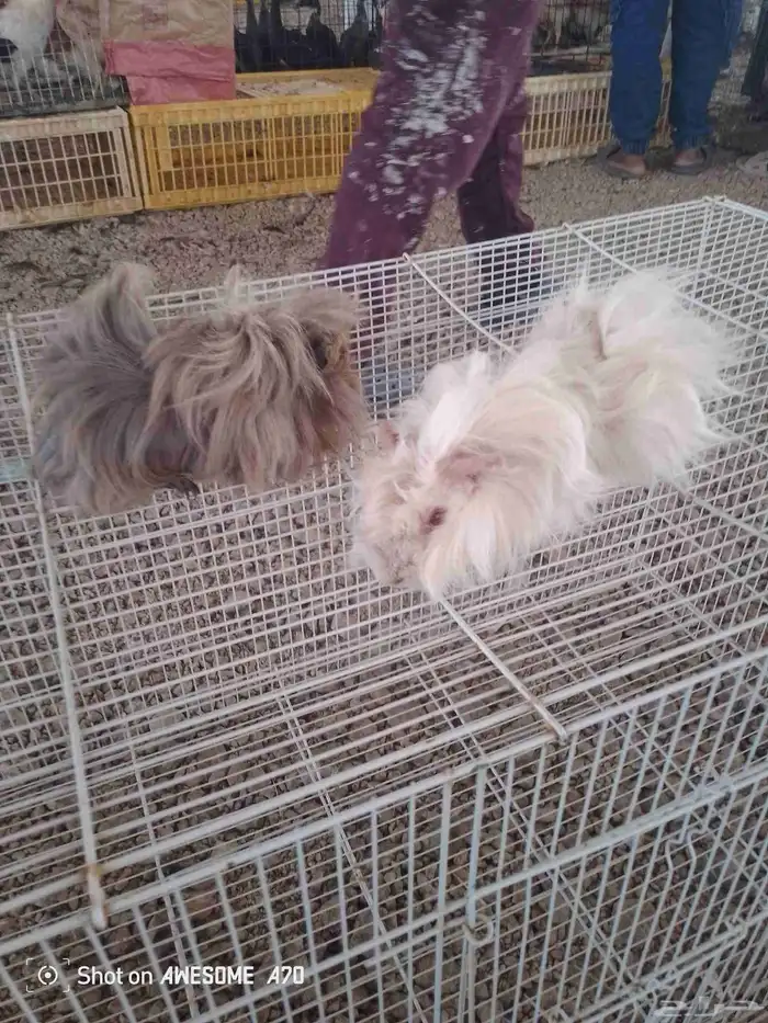 للبيع وبران  ارانب 3