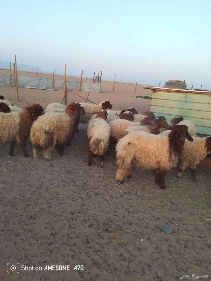 ذبايح ارخال تمايم شيء طيب 5