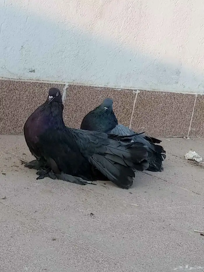 السلام عليكم ورحمت الله وبركاته حمام رقاص امريكي جوز 0