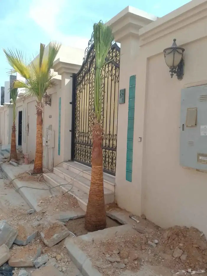 نخل الزينه بجميع المقاسات زرعه وصيانه في جميع أنحاء الرياض 5