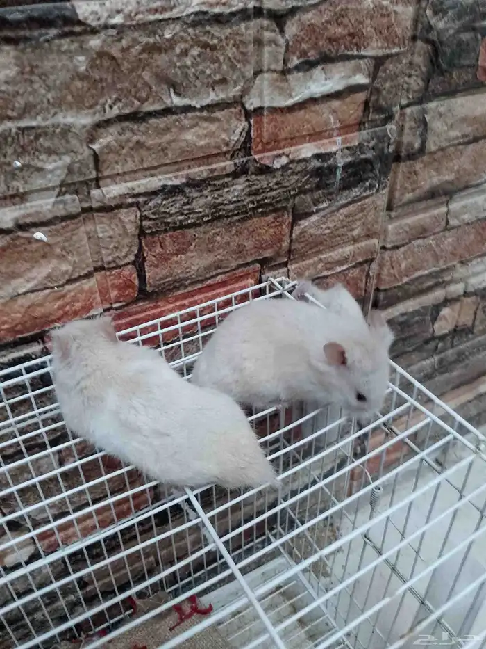 زكرين سورى فحول 0