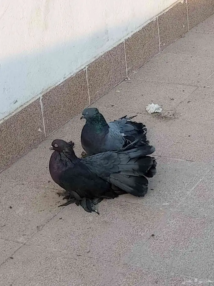 السلام عليكم ورحمت الله وبركاته حمام رقاص امريكي جوز 2