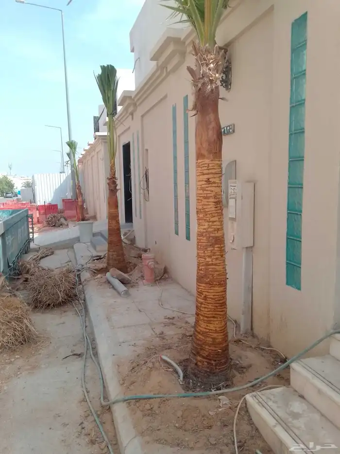 نخل الزينه بجميع المقاسات زرعه وصيانه في جميع أنحاء الرياض 4