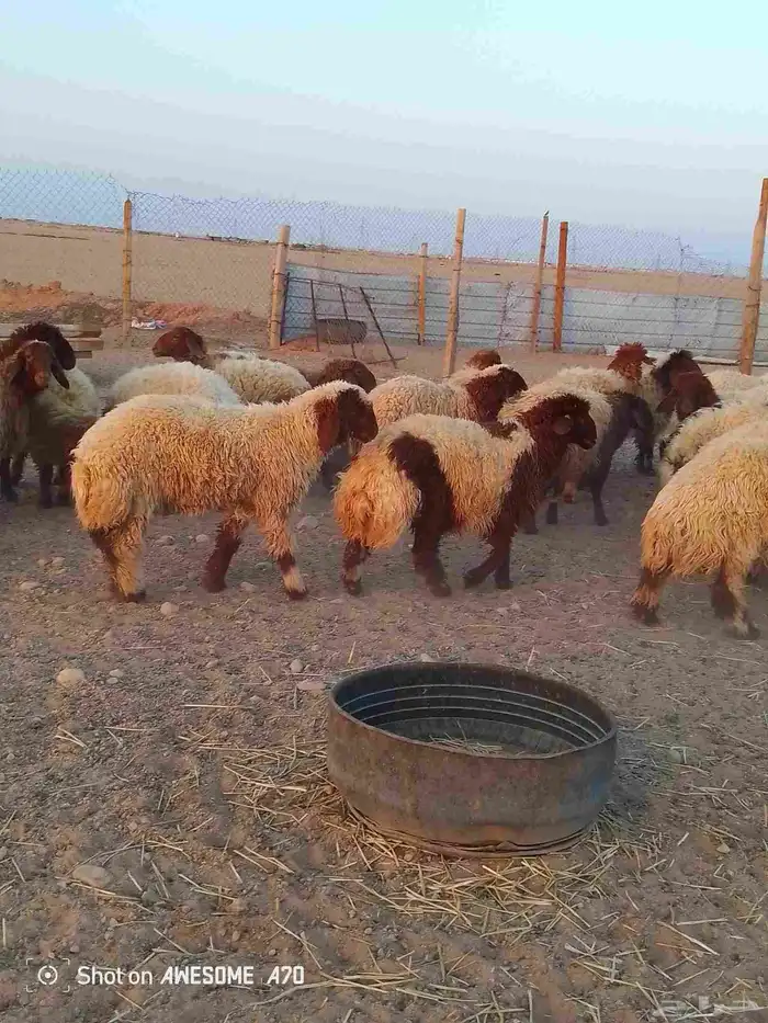 ذبايح ارخال تمايم شيء طيب 7