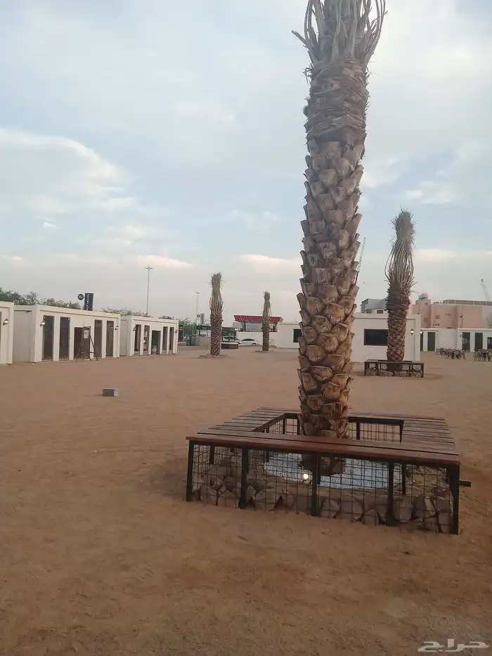 يتوفرلديناجميع انواع النخيل المثمرونخيل الزينه ومجذار 0