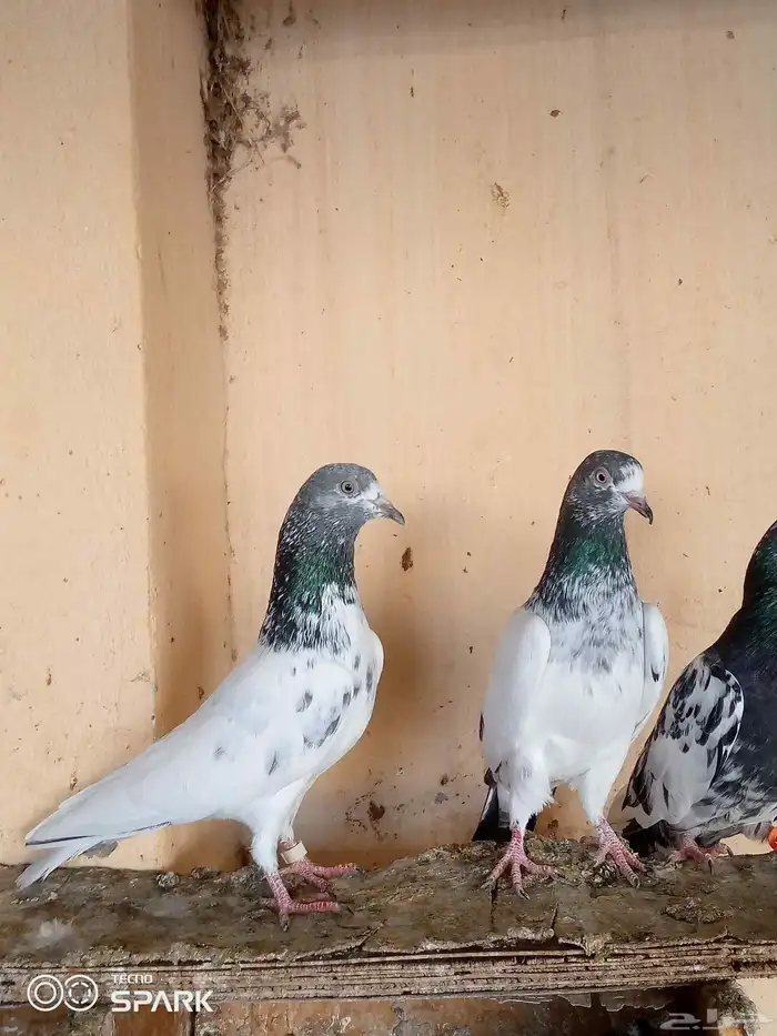 حمام باكستاني 0