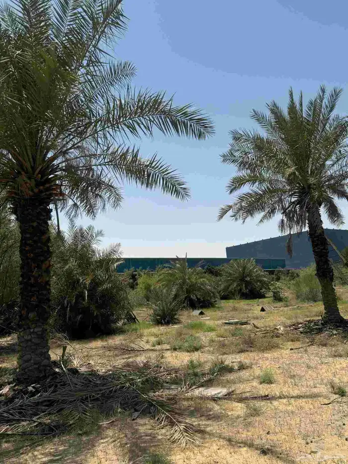 ارض زراعي للبيع 9