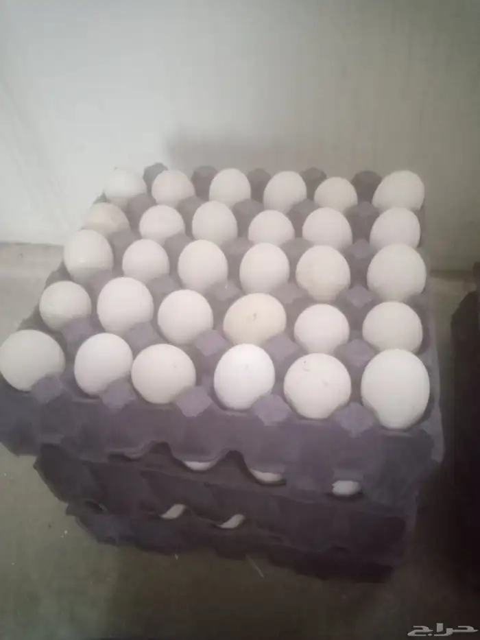 بيض دجاج بلدي مخصب 2