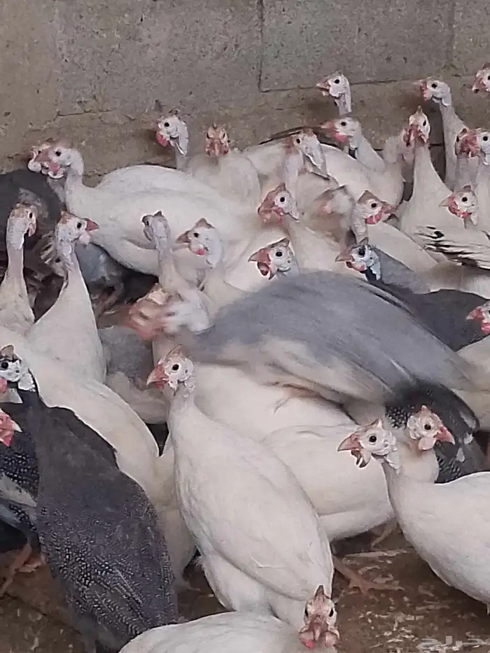 دجاج حبش بياض شرط 4