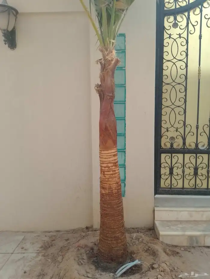 نخل الزينه بجميع المقاسات زرعه وصيانه في جميع أنحاء الرياض 1
