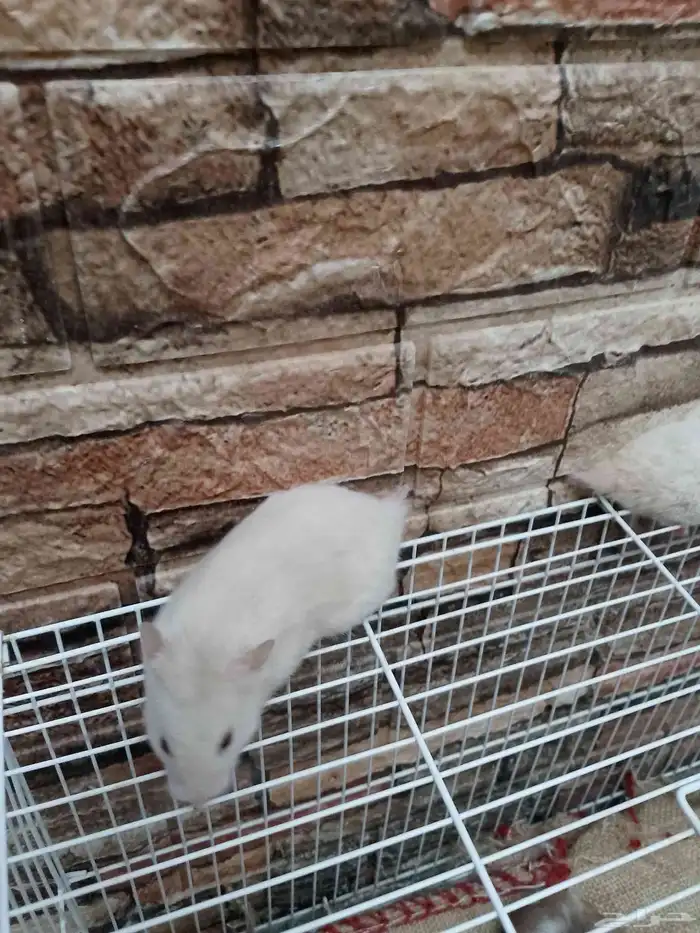 زكرين سورى فحول 2