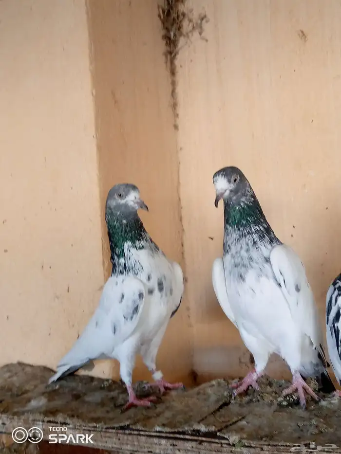 حمام باكستاني 1