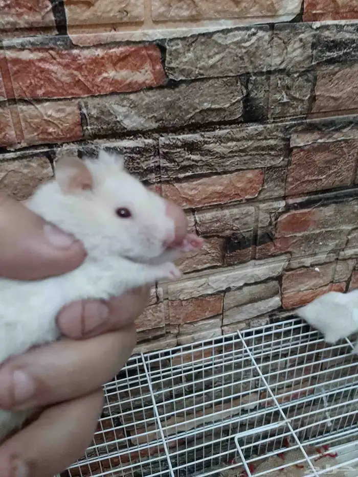 زكرين سورى فحول 1