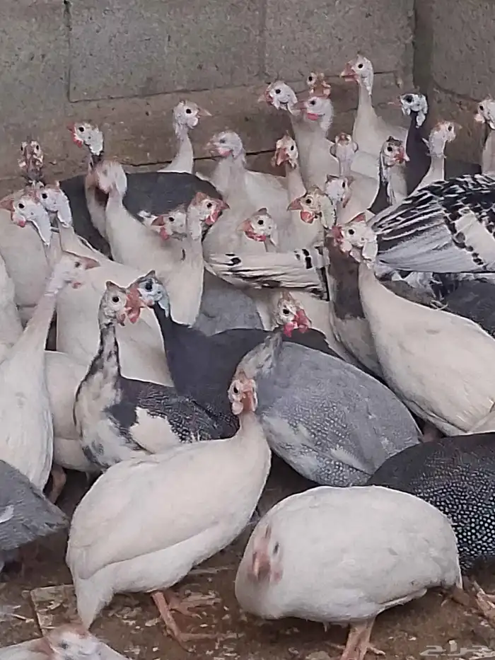 دجاج حبش بياض شرط 0