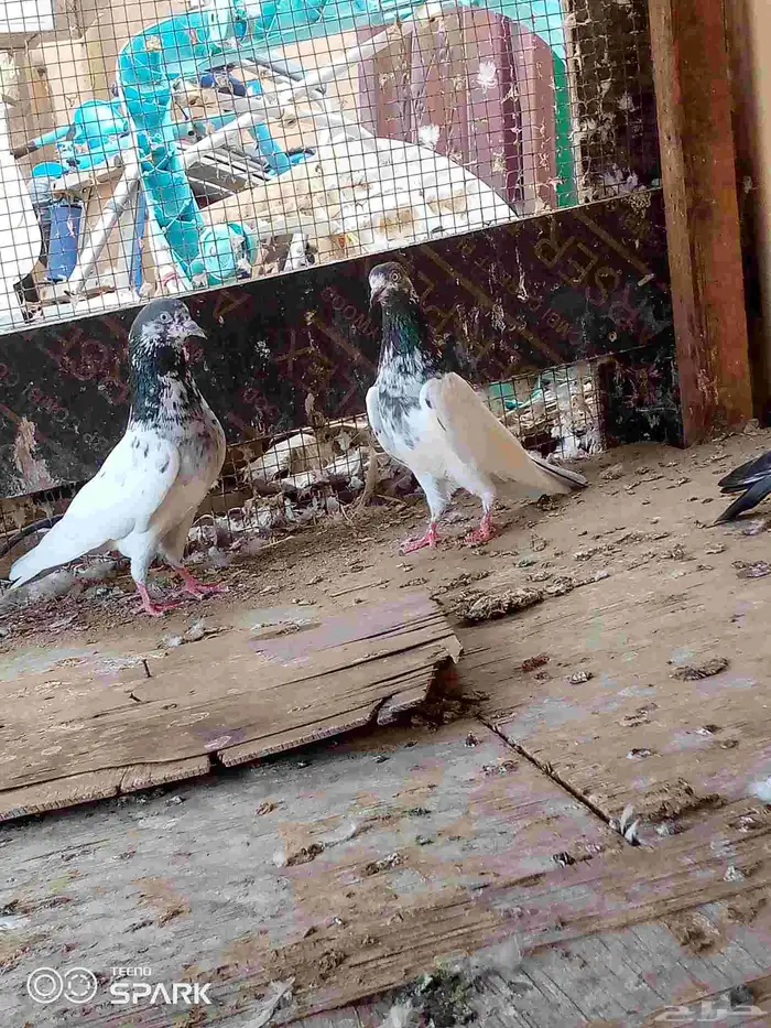 حمام باكستاني 4