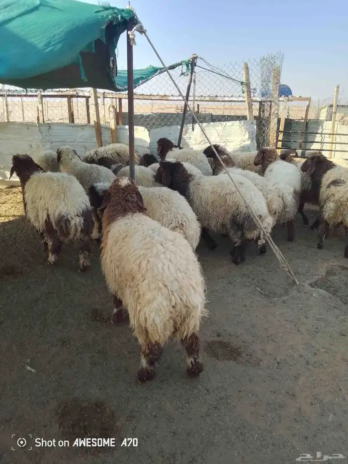 ذبايح ارخال تمايم شيء طيب 3