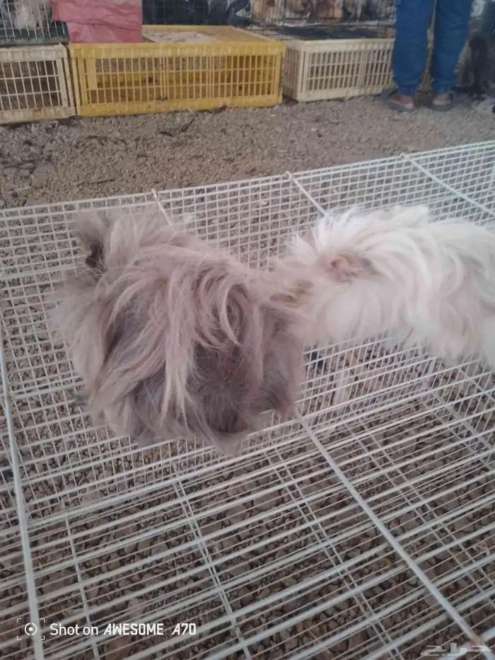 للبيع وبران  ارانب 0