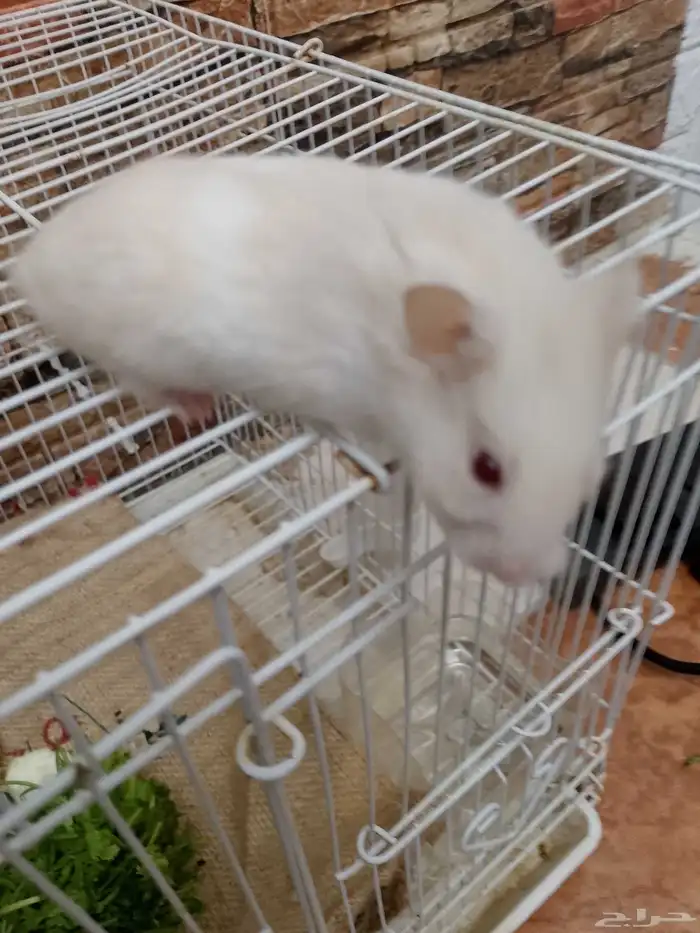 زكرين سورى فحول 3