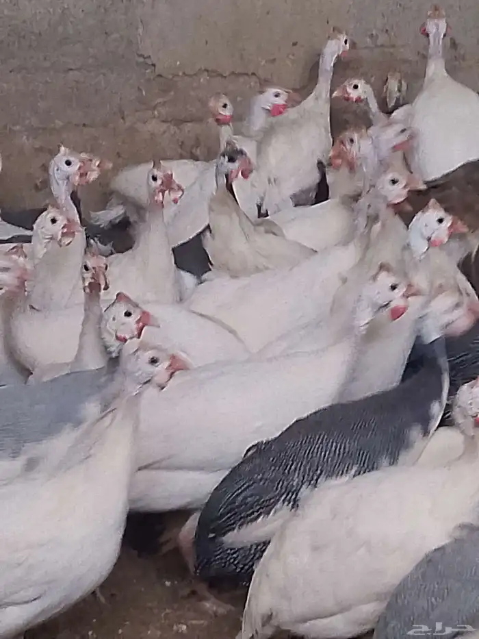 دجاج حبش بياض شرط 3