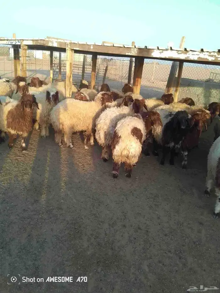 ذبايح ارخال تمايم شيء طيب 9