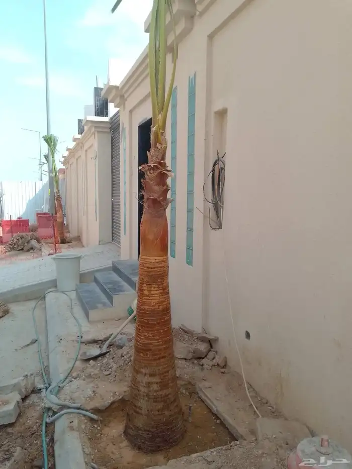 نخل الزينه بجميع المقاسات زرعه وصيانه في جميع أنحاء الرياض 3