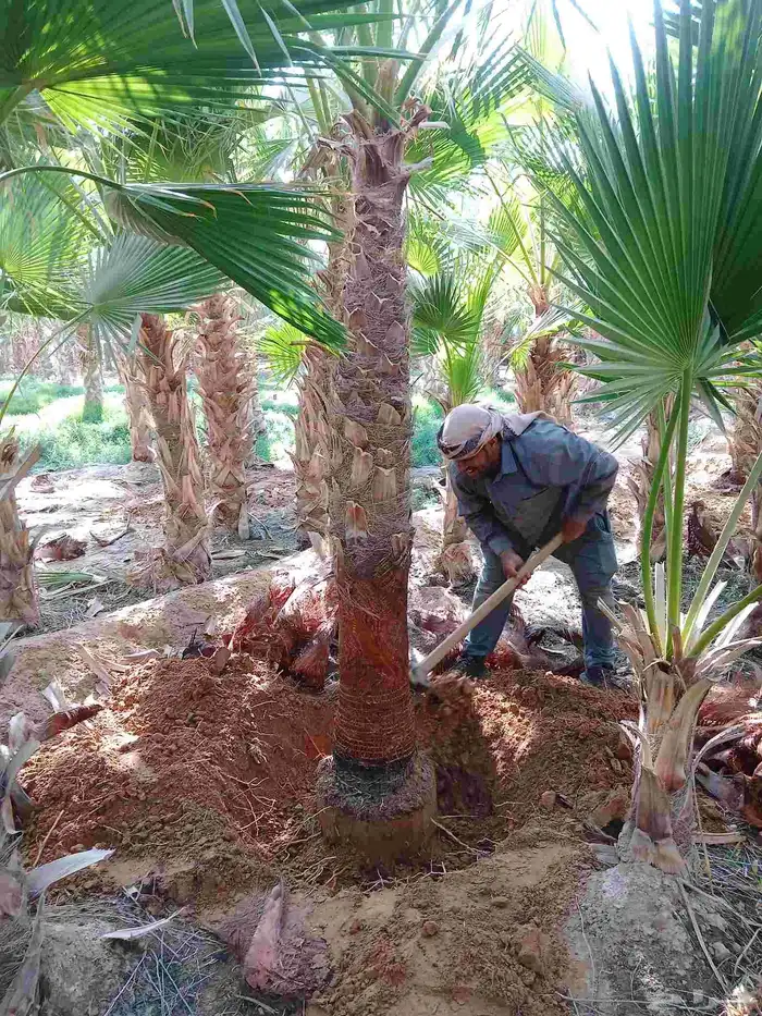 نخيل واشنطني ونخيل عربي واشجا زيتون للبيع 3