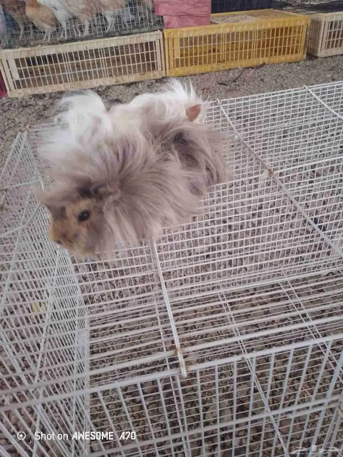 للبيع وبران  ارانب 1