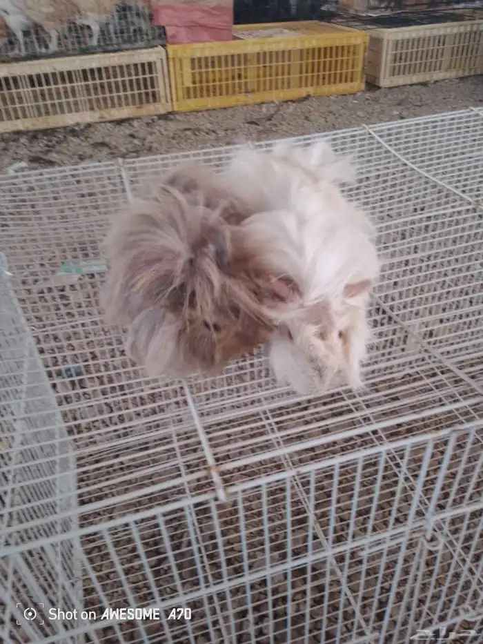 للبيع وبران  ارانب 4