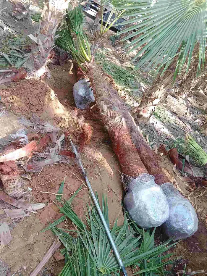 نخيل واشنطني ونخيل عربي واشجا زيتون للبيع 2