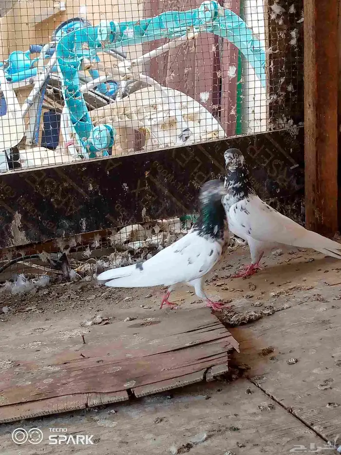 حمام باكستاني 2