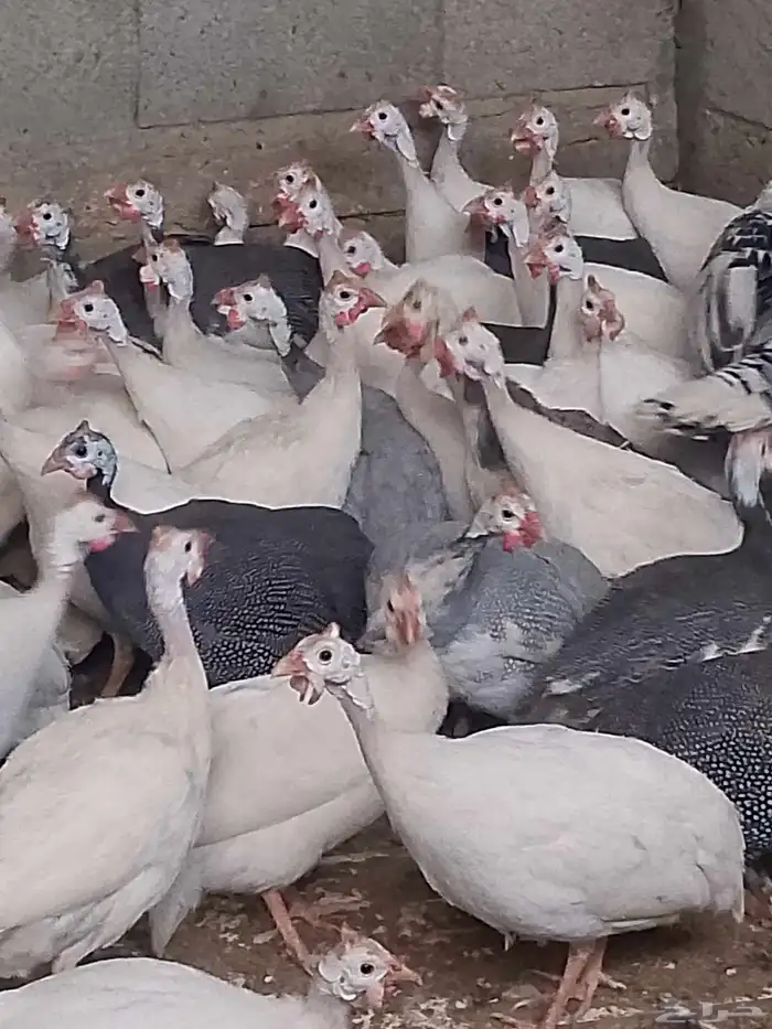 دجاج حبش بياض شرط 1