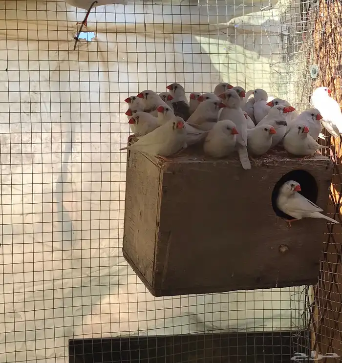 زيبرا دمعه16 زوج 1