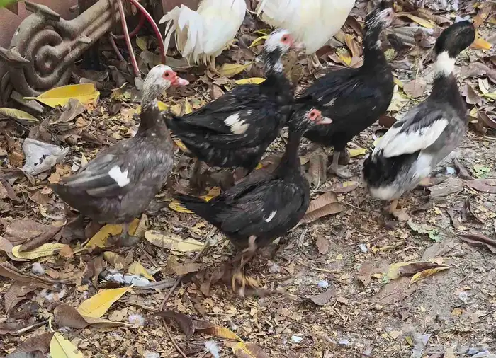 (5) بط اناثي و (1) ببش ذكر 1