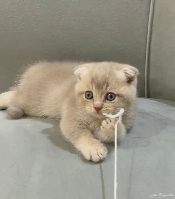 كيتن سكوتش فولد 1