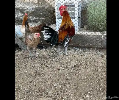 سلام دجاج عربي ديك مكنتوش دجاجه ذهبيه عربي اصيل و دجاجه شوك index