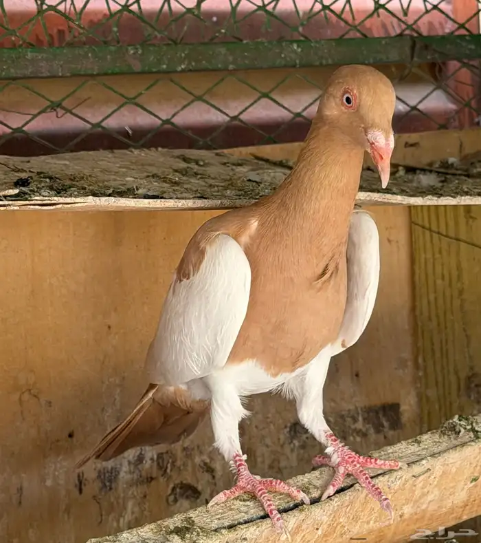 حمام يهودي 0