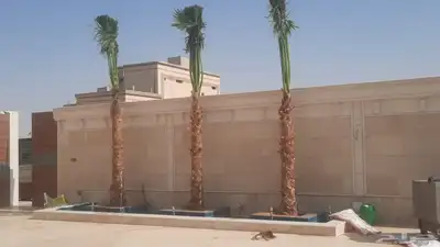 زراعه نخيل واشنطنيا زينه جميع انواع المقاسات index