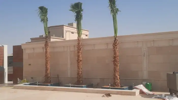 زراعه نخيل واشنطنيا زينه جميع انواع المقاسات 0