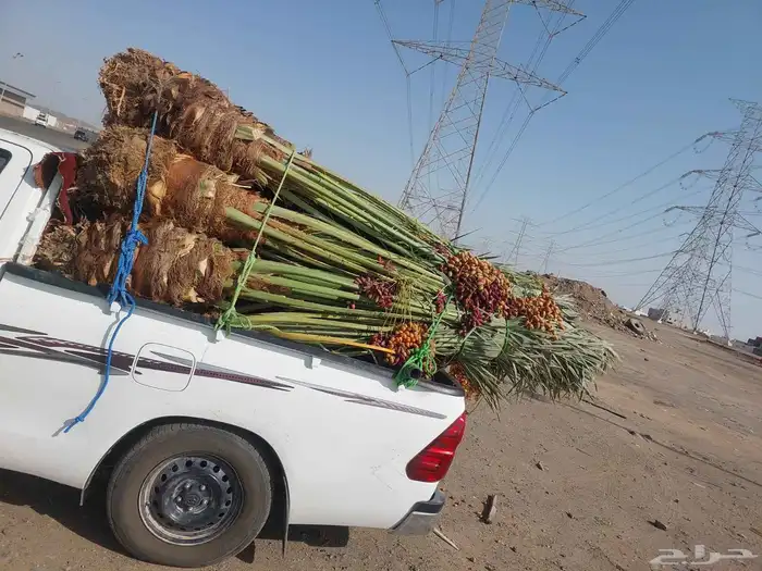 نخل للبيع جميع أنواعه 32