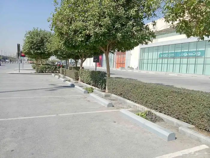 زيتون ونخل واشنطني 1